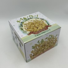 7000 프랜즈 콩나물 키우기 과학학습 체험학습 관찰용 학습용